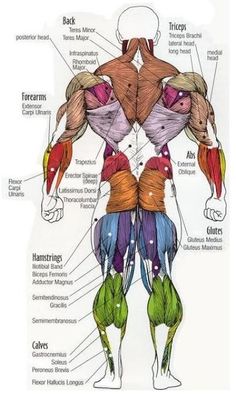 the muscles are labeled in chinese and english, with their corresponding labels on each side