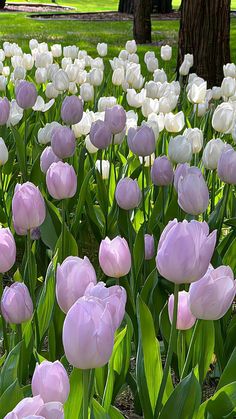 many pink and white tulips are in the grass