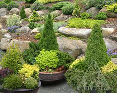 several potted plants and rocks in a garden