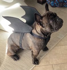 a small dog wearing a costume with wings on it's back and chest, sitting on the floor