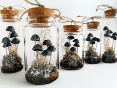 several glass jars filled with plants and rocks