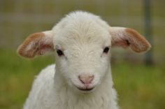 a close up of a sheep in a fenced in area with grass behind it