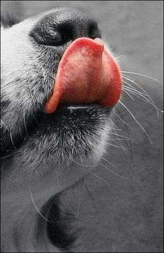 a close up of a dog's tongue sticking out