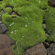 green moss growing on rocks with water droplets