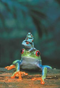 a blue and green frog sitting on top of a wooden table