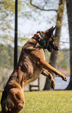 a dog jumping up in the air to catch a frisbee with it's mouth