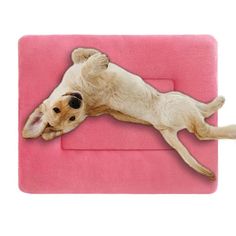 a dog laying on its back on top of a pink blanket