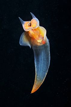 an orange and white jellyfish floating in the water with its head turned upside down