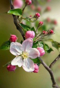 a branch with pink flowers and green leaves