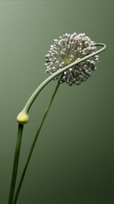 a close up of a flower on a green background