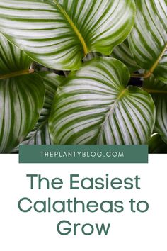 the earliest calatheas to grow in your garden are easy to care for