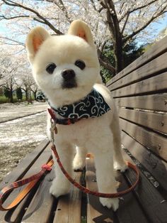 a small white dog sitting on top of a wooden bench