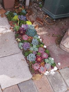 there are many succulents growing on the sidewalk