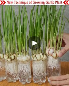 the video shows how to grow garlic plants in glass vases with water and roots