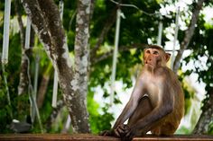 a monkey sitting on top of a wooden bench next to trees in the forest with its eyes closed