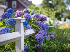 purple and blue flowers growing on the side of a white picket fence in front of a house