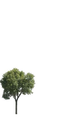 a lone tree is shown against a white background