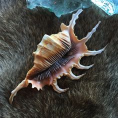 a sea shell laying on top of a fur covered floor