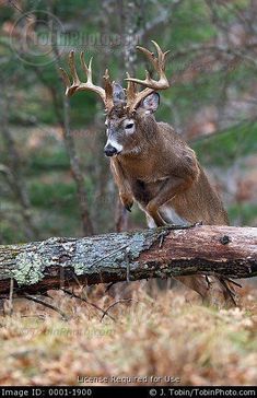 a deer standing on top of a log in the woods