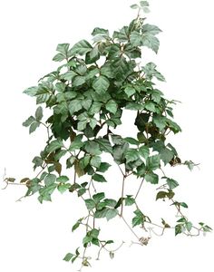 Propagate a Grape Ivy Plant using stem cuttings. Be sure to let cut ends of the stems dry out a day or two before planting them. Grape Ivy plants are difficult to propagate during the hot summer months. Wall Mantle Decor, Grape Ivy, Grape Plant, Greenhouse Plants, Wedding Garland