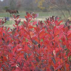 red leaves in the foreground with a brown horse in the backgrounnd