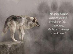 Lone Wolf Quotes, Wolf Quotes, Wonderland Quotes, She Wolf, Warrior Quotes, Ragnar Lothbrok, Lone Wolf, A Wolf, Badass Quotes