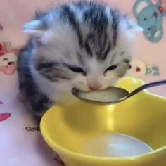 a small kitten eating out of a yellow bowl with a spoon in it's mouth