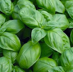 closeup of green basil leaves in the garden