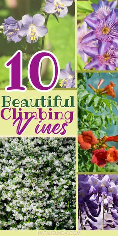 Flowering vines in shades of lavender, purple, white, green, and orange flower on green vines with green leaves. Text reads "10 Beautiful Climbing Vines". Trellis Ideas Diy Climbing Vines, Garden Pergola Ideas, Spilled Flower Pot, Trellis Pergola, Corner Landscaping, Diy Trellis Ideas, Garden Trellis Ideas, Vine Flowers, Spiritual Garden