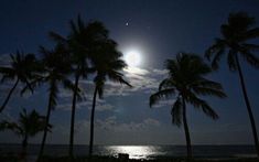 the full moon is seen through some palm trees on the beach at night time, with an ocean in the background