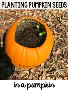 an orange pumpkin sitting on top of dry grass with the words planting pumpkin seeds in a pumpkin