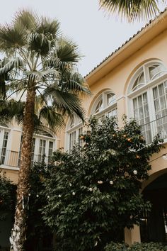 a palm tree in front of a yellow building with white windows and balconies