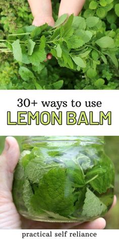 lemon balm in a jar with the text 30 + ways to use lemon balm practical self reliance