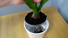 a person holding a potted plant with dirt in it on top of a wooden table