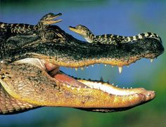 an alligator with its mouth open and it's teeth still attached to the head