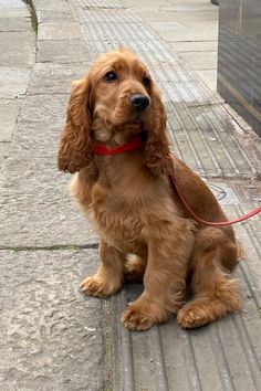 a brown dog sitting on top of a sidewalk