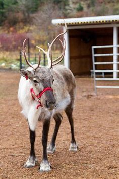 a reindeer is standing in the dirt near a building with a red harness on it's neck