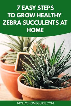 three potted plants with the title 7 easy steps to grow healthy zebra succulents at home