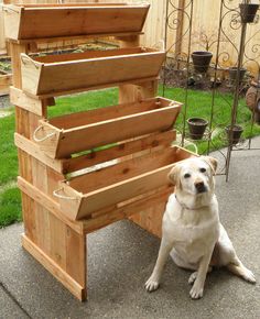 a dog sitting in front of a wooden planter