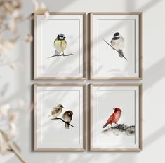 four birds are hanging on the wall next to each other in three different frames,