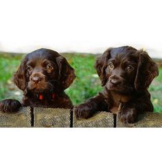 two brown dogs sitting on top of a wooden fence next to each other in front of green grass