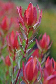 red flowers with green leaves in the foreground and blurry grass in the background