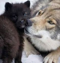 two puppies are playing in the snow with each other's head on their paws