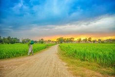 a person walking down a dirt road in the middle of a green field at sunset