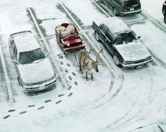 a horse drawn carriage traveling down a snow covered street next to parked cars and trucks