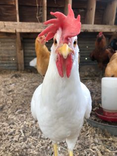 a close up of a chicken in a pen with other chickens behind it and one is looking at the camera