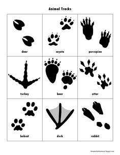 the animal tracks are shown in black and white, as well as an image of their footprints