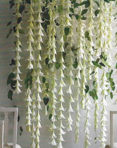 white flowers hanging from the ceiling in a room with two chairs and a table next to it