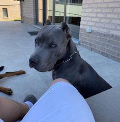 a man laying on the ground next to a large dog with his head resting on someone's lap