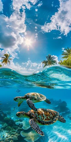 two sea turtles swimming in the ocean with palm trees and blue sky above them, under water